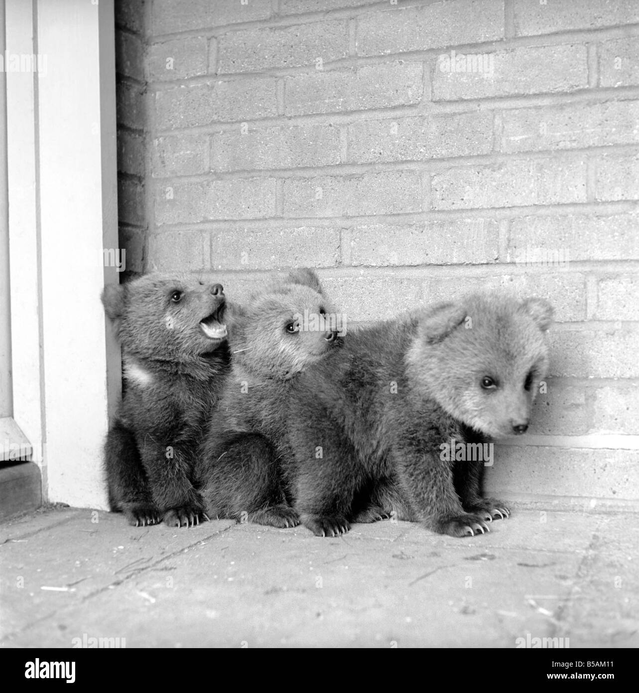 Brown trägt Cubs in Whipsnade Zoo. 1965 C46-001 Stockfoto