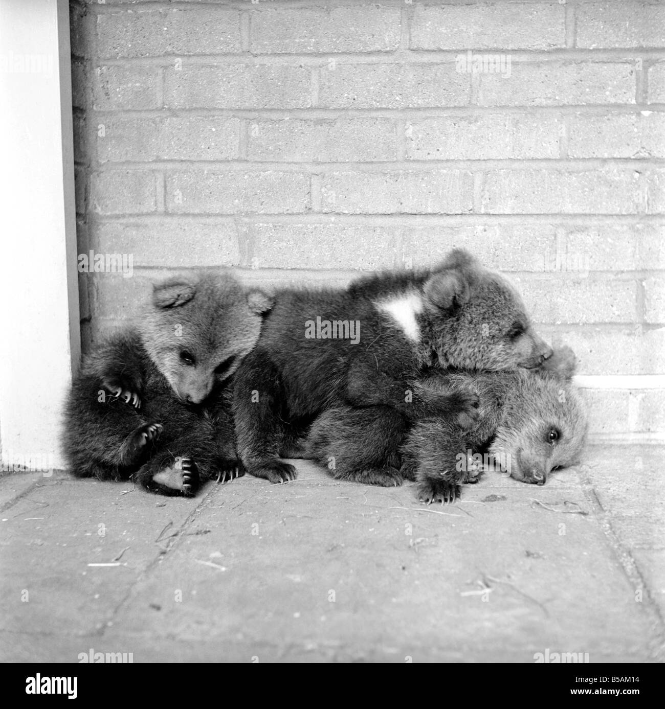 Brown trägt Cubs in Whipsnade Zoo. 1965 C46-002 Stockfoto