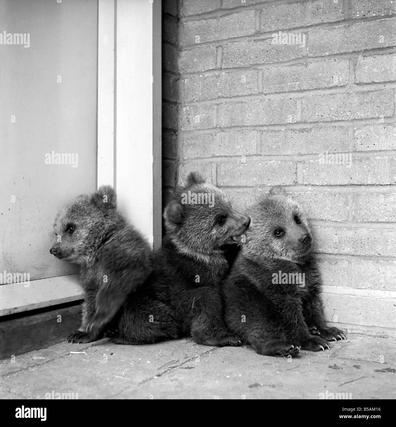 Brown trägt Cubs in Whipsnade Zoo. 1965 C46-003 Stockfoto