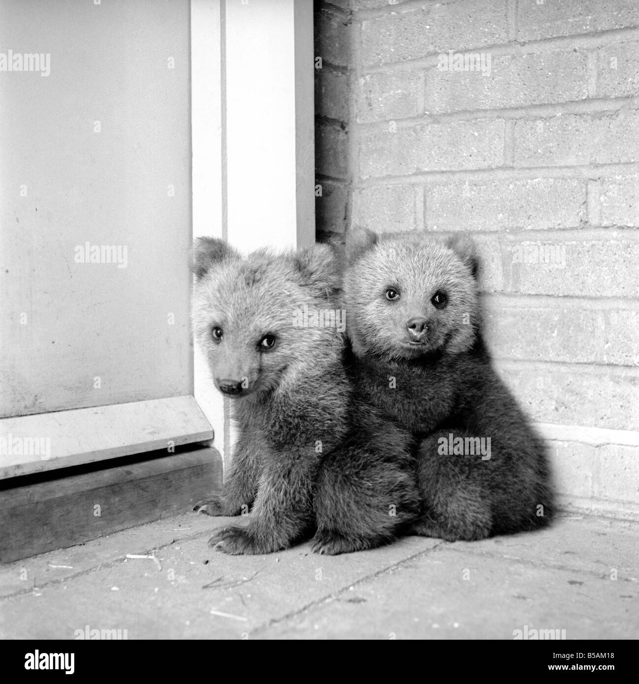 Brown trägt Cubs in Whipsnade Zoo. 1965 C46-004 Stockfoto