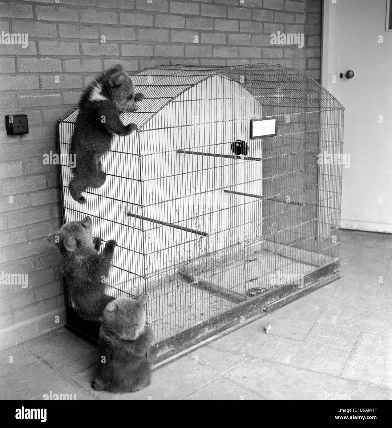 Brown trägt Cubs in Whipsnade Zoo. 1965 C46-006 Stockfoto