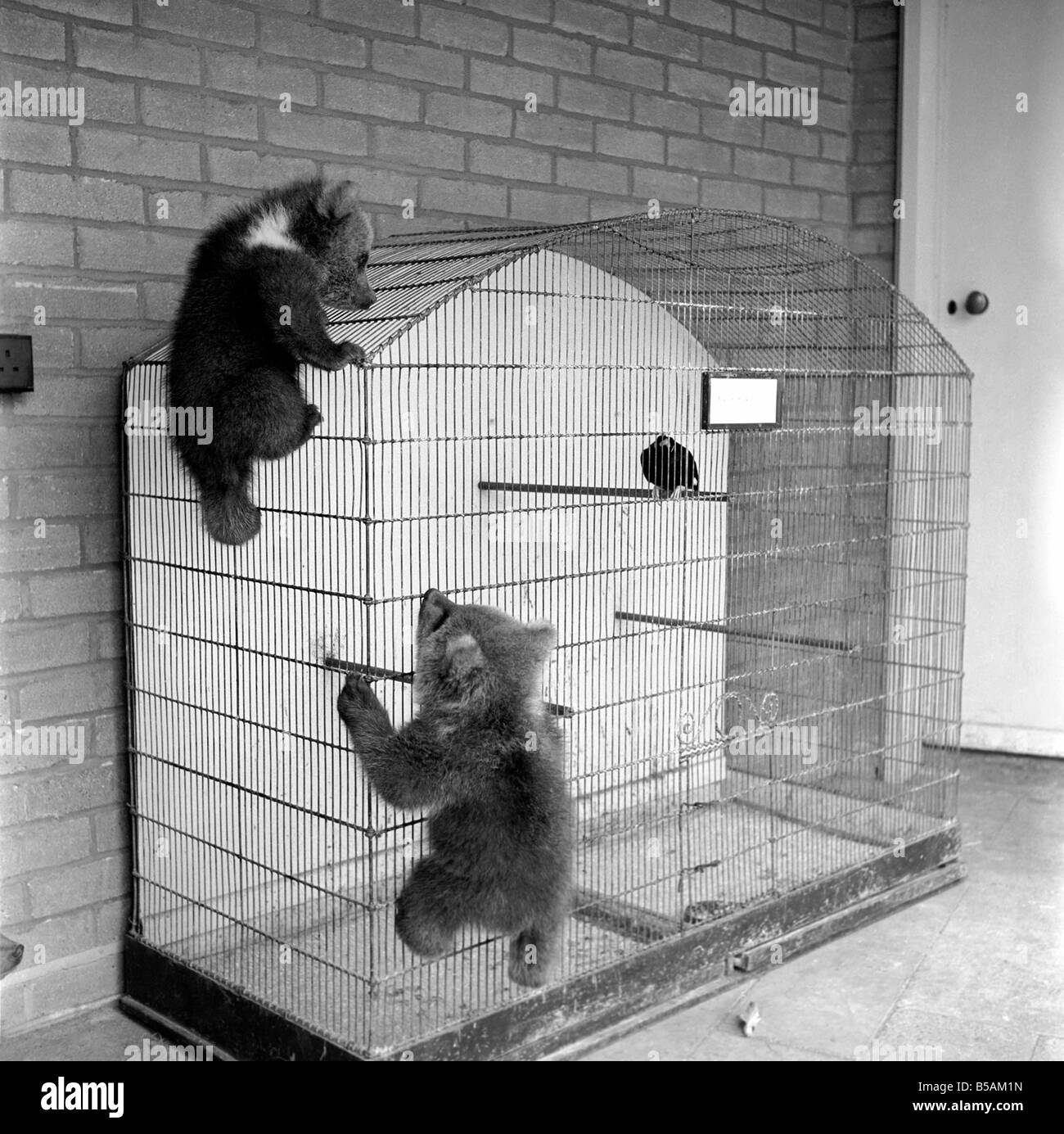 Brown trägt Cubs in Whipsnade Zoo. 1965 C46-008 Stockfoto