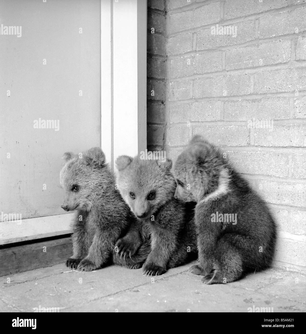 Brown trägt Cubs in Whipsnade Zoo. 1965 C46 Stockfoto