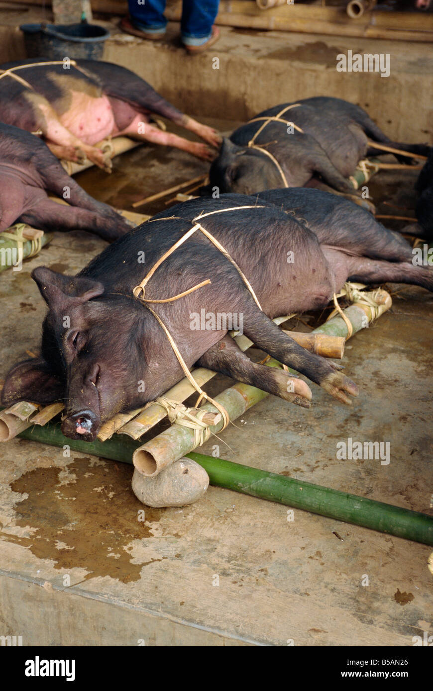 Schwein-Markt, Rantepao, Toraja Bereich, Sulawesi, Indonesien, Südostasien Stockfoto