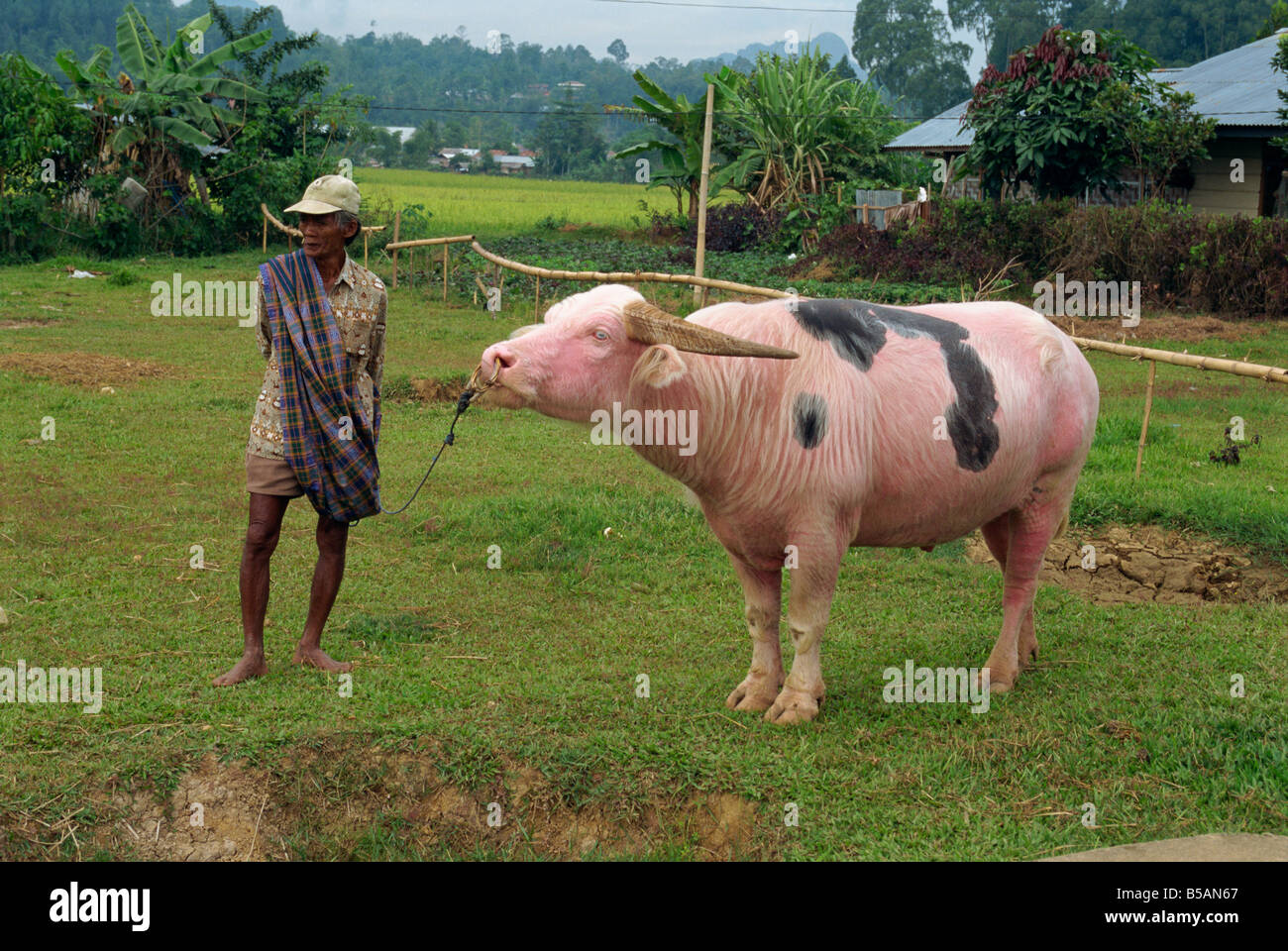 Mann mit Wasserbüffel zu Rantepao, Markt Toraja Bereich, Sulawesi, Indonesien, Südostasien Stockfoto