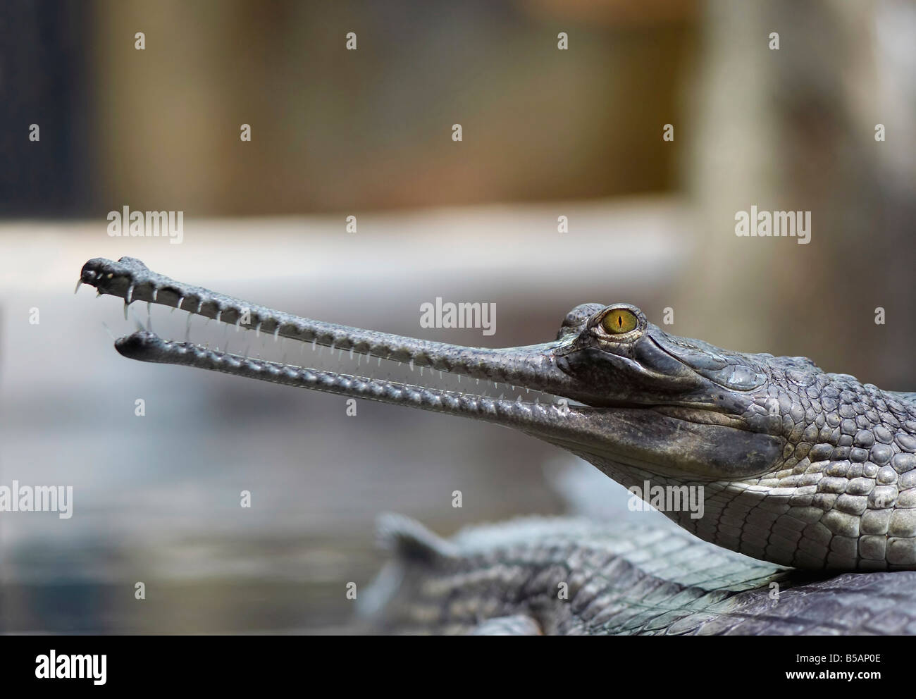 Detail des Leiters der Indial Gavial - vom Aussterben bedrohte Arten - Gavialis gangeticum Stockfoto