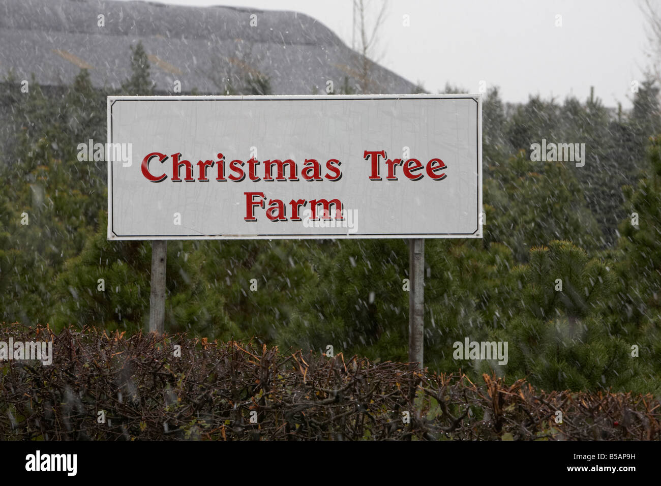 Christmas Tree Farm in Schnee County Antrim-Nordirland-Großbritannien Stockfoto