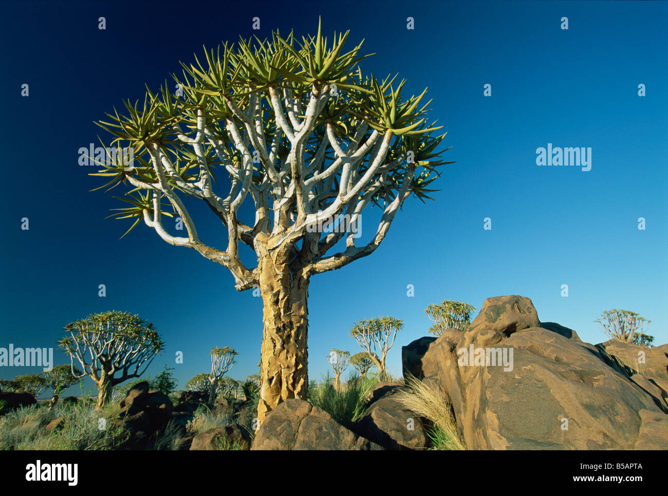 Quivertrees Kokerbooms im Quivertree Forest Kokerboomwoud in der Nähe von Keetmanshoop Namibia Afrika Stockfoto