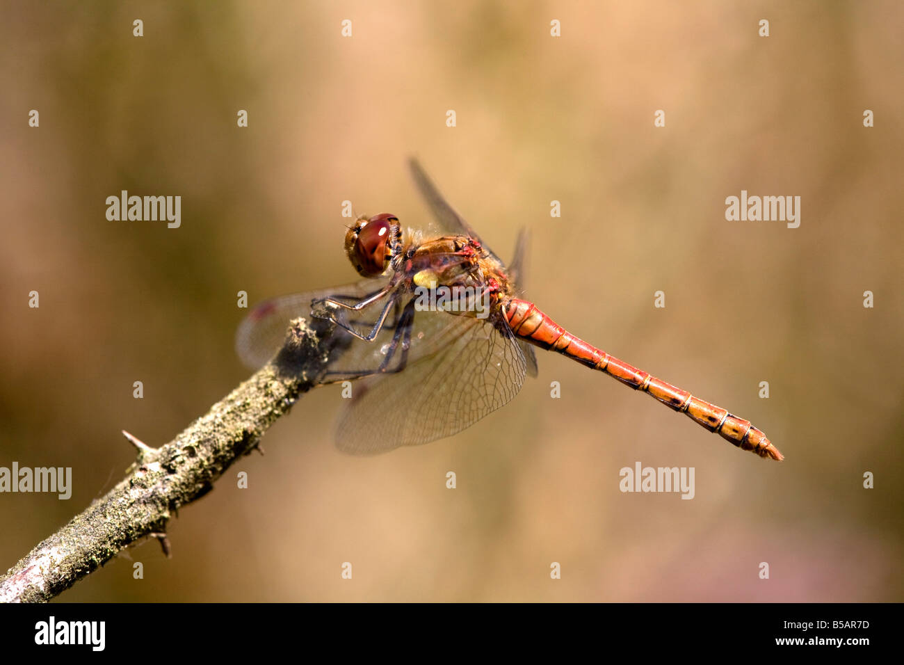 gemeinsamen Darter Sympetrum Striolatum männlichen Libelle Stockfoto