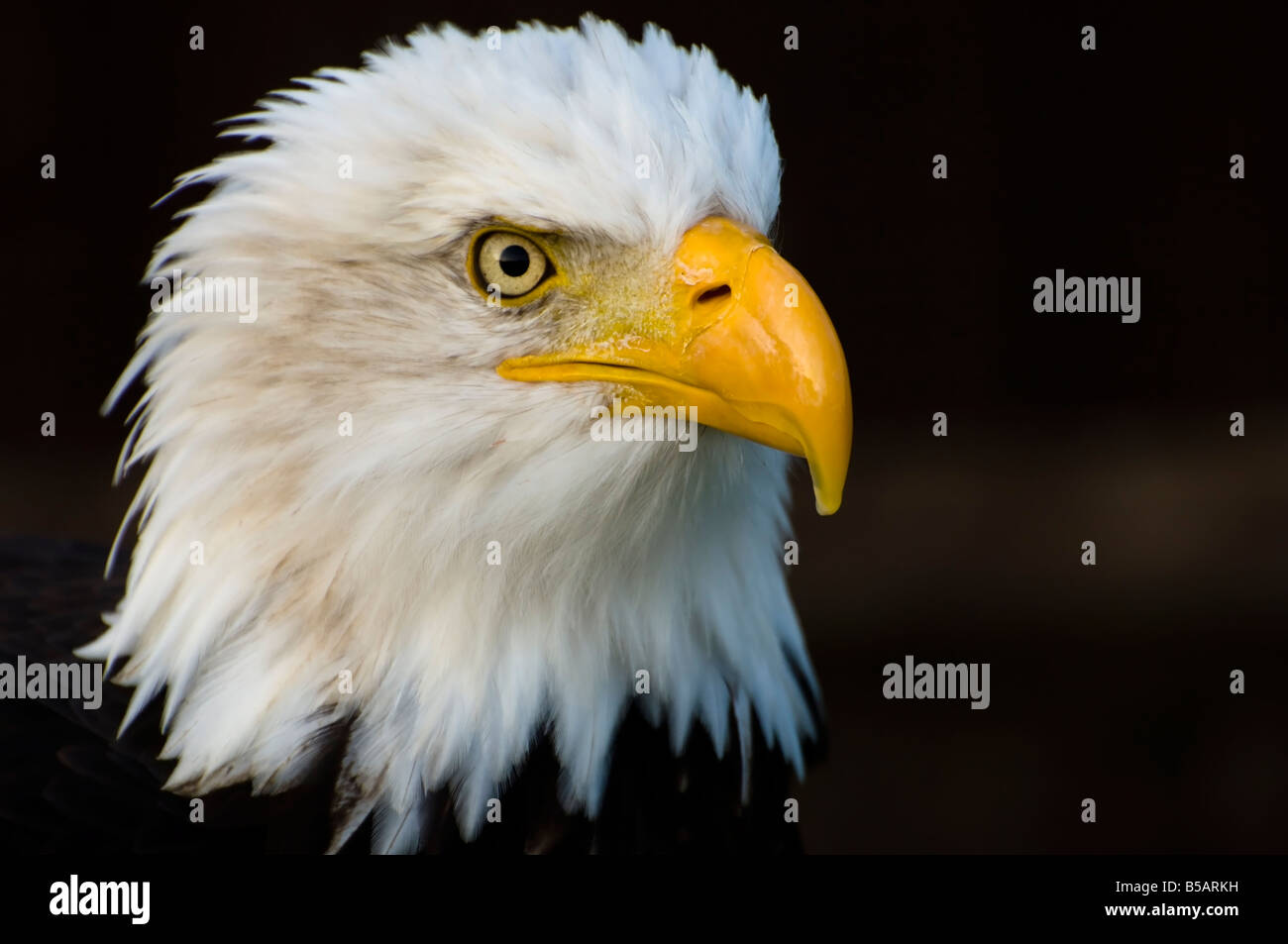 Makro erschossen von einem Weißkopfseeadler Halieetus Leucocephalus namens Helga im Raptor Zentrum im Groombridge Place in Kent Stockfoto