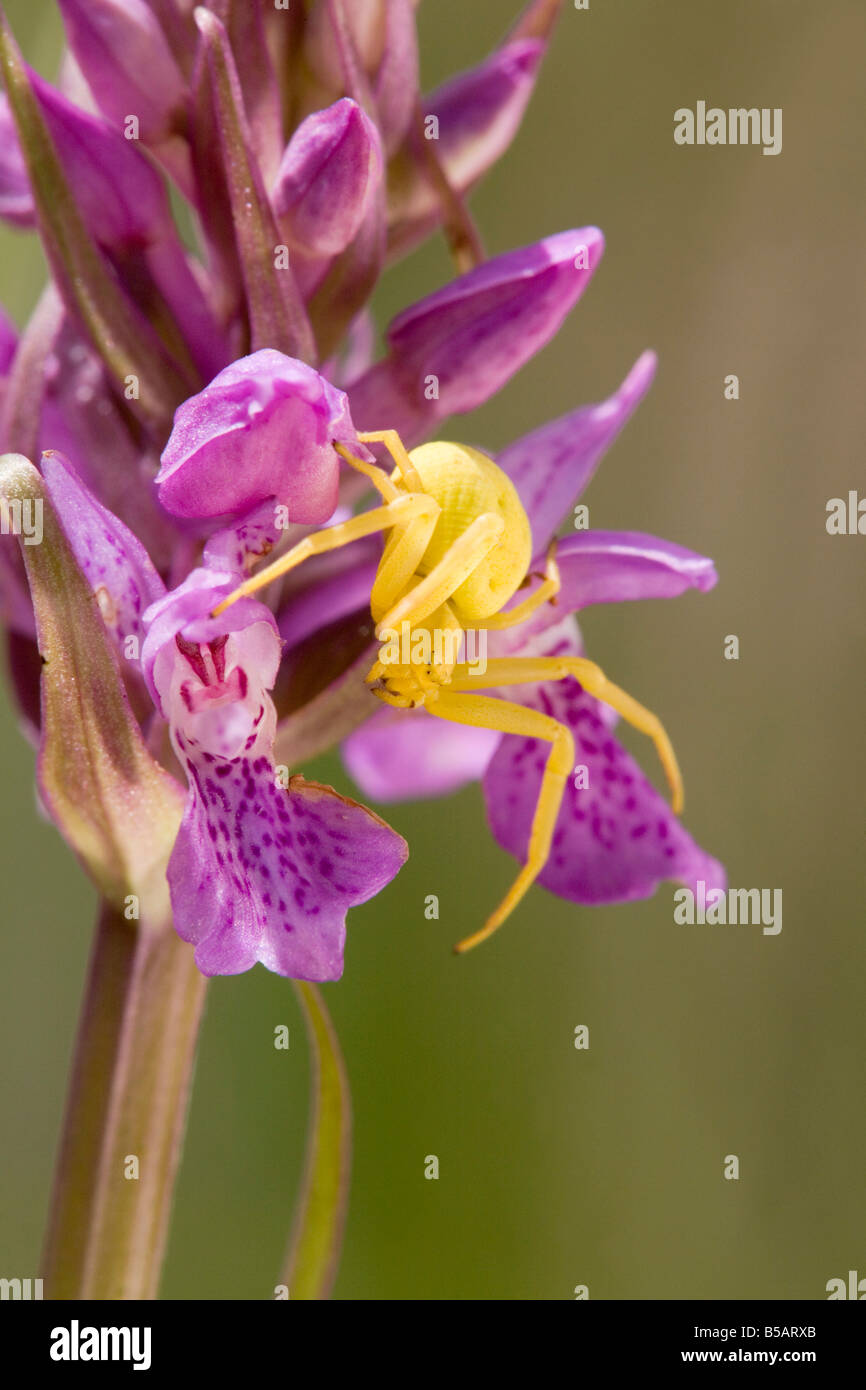 Krabbenspinne auf südlichen Sumpf Orchidee Dactylorhiza praetermissa Stockfoto