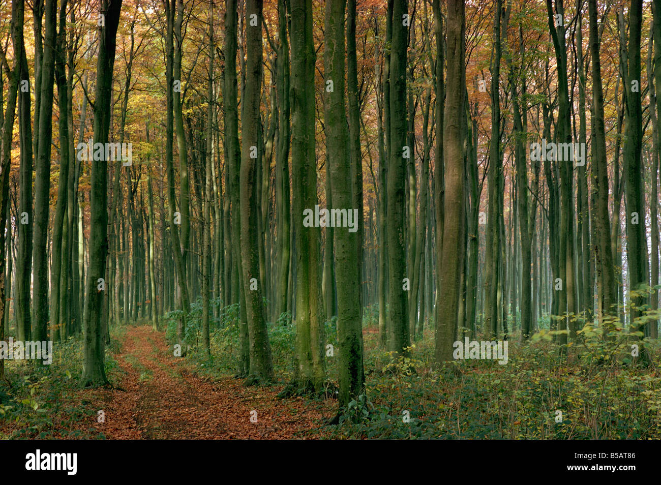 Woodland in herbstlichen Farben Stockfoto