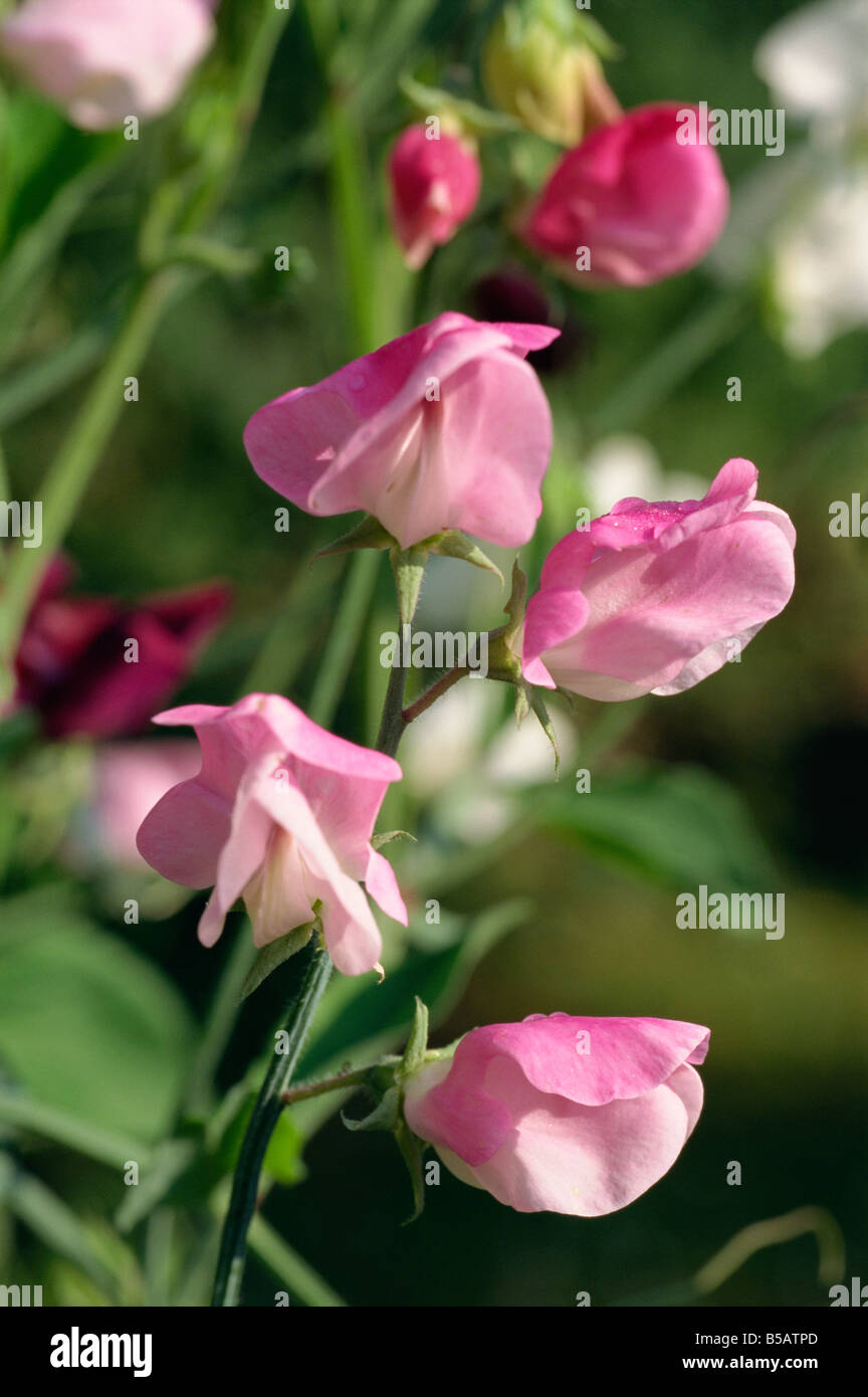 Nahaufnahme von Sweet Pea Blumen Platterbse man Old Fashioned gemischte M H schwarz Stockfoto