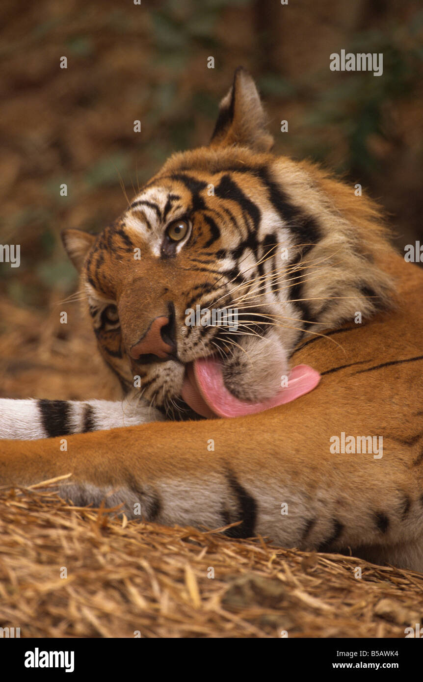 Indo chinesische Tiger (Panthera Tigris Corbetti) waschen, Tiger-Schutzgebiet für beschlagnahmte Tiere, Khao Pardap Chan, Thailand, Asien Stockfoto
