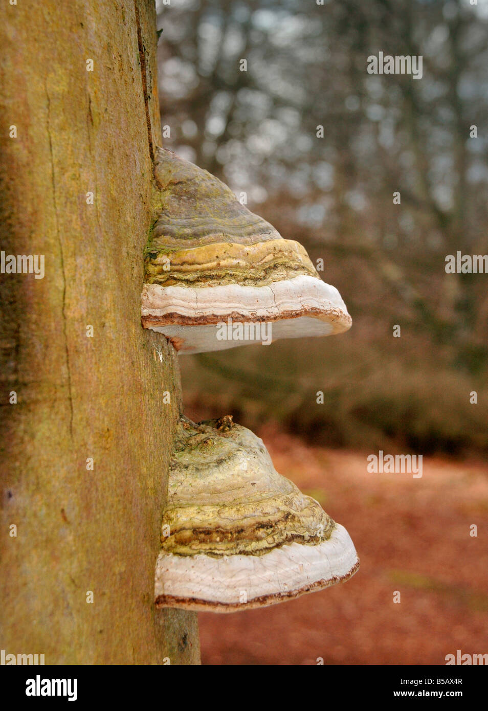 Zündstoff Fomentarius - Zunder Pilzen wächst auf einem abgestorbenen Baum. Stockfoto