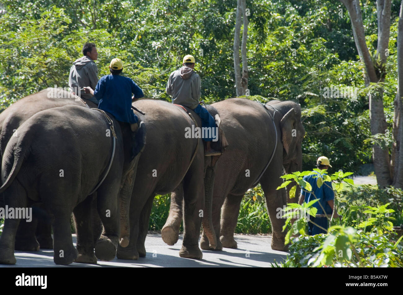 Elefanten im Anantara Golden Triangle Resort, Sop Ruak, Goldenes Dreieck, Thailand, Südostasien Stockfoto