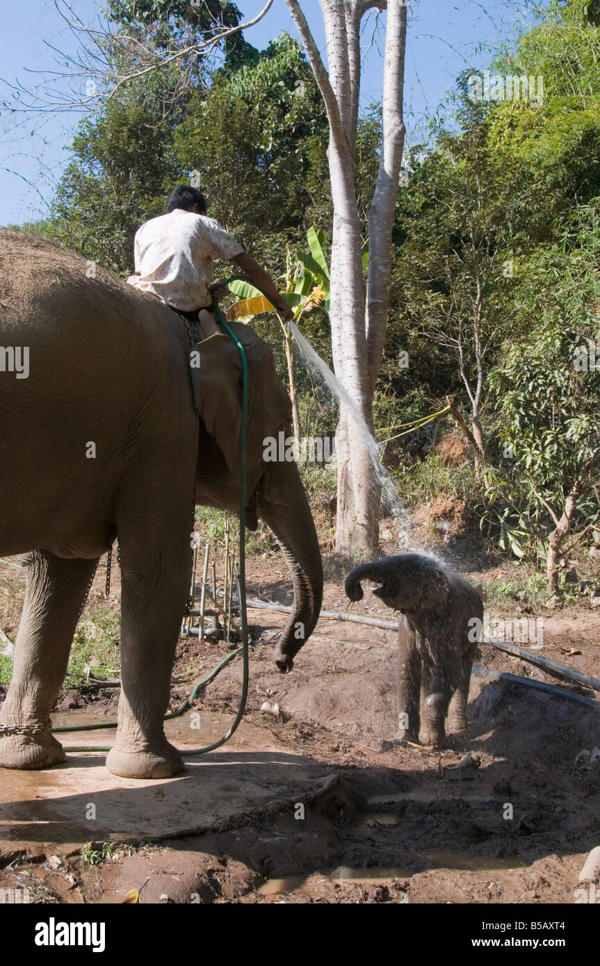 Elefanten im Anantara Golden Triangle Resort, Sop Ruak, Goldenes Dreieck, Thailand, Südostasien Stockfoto