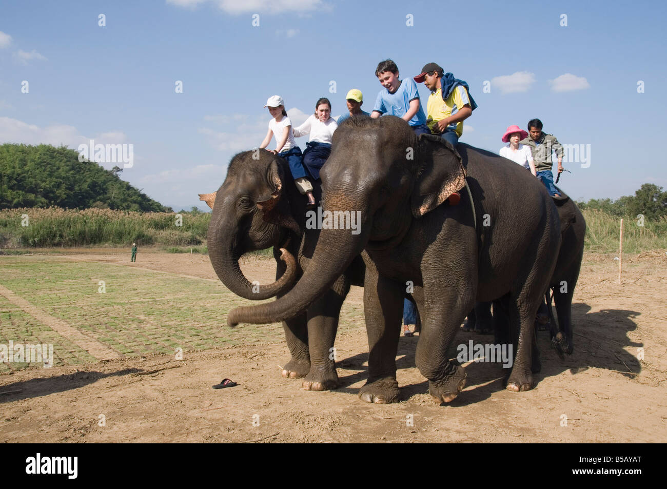 Elefanten im Anantara Golden Triangle Resort, Sop Ruak, Goldenes Dreieck, Thailand, Südostasien Stockfoto