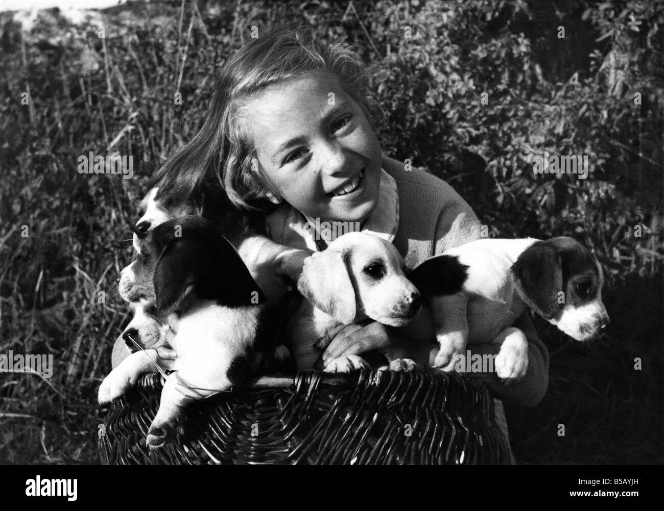 Acht-jährige Mary Quicke hilft das Marlborough College-Pack von Beagles in ihrem Haus in Pennard, Gower, Glamorganshire kümmern. Marys Brüder Andrew und Edward sind Studenten an der Hochschule, wo sind die Jungs für die Jagdhunde verantwortlich gemacht. Während der Schulferien wurde das Pack zu Cornelias Haus übernommen, da er einer der beiden gemeinsamen Meister des Rudels ist. September 1954 P006083 Stockfoto