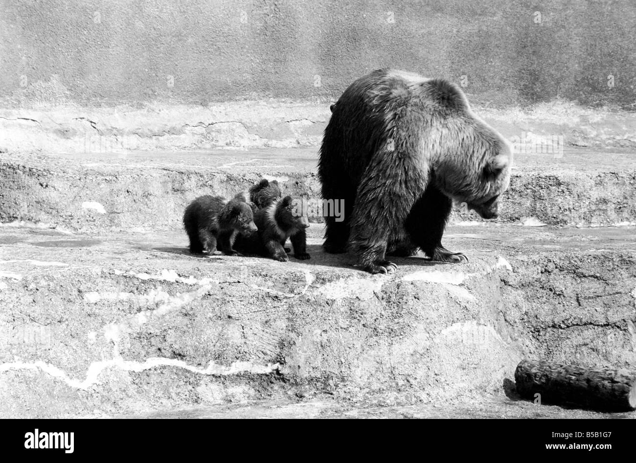 Chester, Chips und Nächstenliebe, wird außerhalb zum allerersten Mal heute im Whipsnade Zoo Wagen werden. Sie sind Triplett Kodiak Bärenjungen, zwei Rüden und eine Hündin, geboren am 17. Januar dieses Jahres. Mit ïWilmaÍ werden sie ihre Mutter. ; Kodiaks sind die größte Form des Braunbären und befinden sich auf Kodiak und benachbarten Inseln von Alaska. ; April 1975; Stockfoto