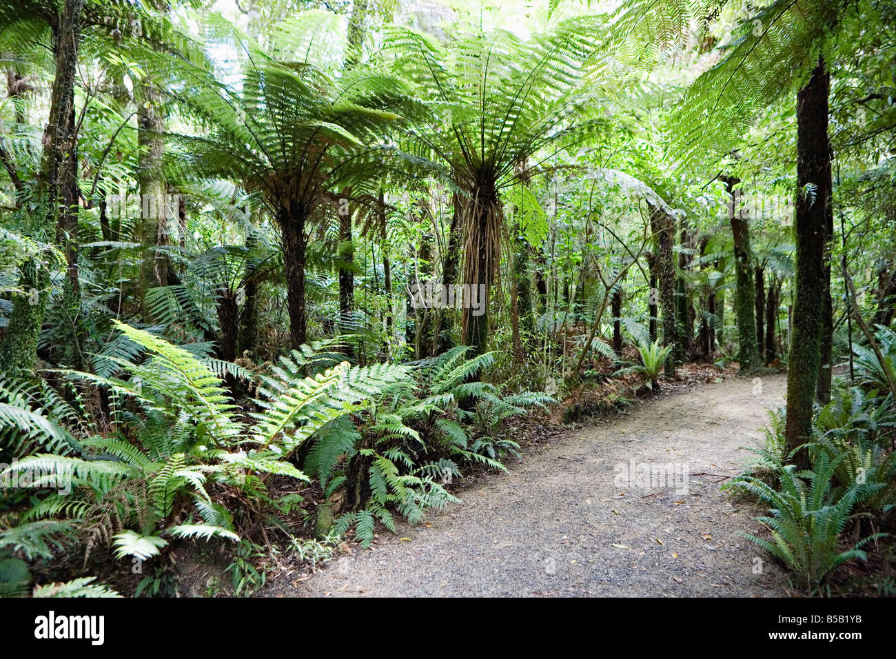 Bush walk, einheimische Bäume und Farne, Mount Bruce National Wildlife Centre, Wairarapa, North Island, Neuseeland, Pazifik Stockfoto