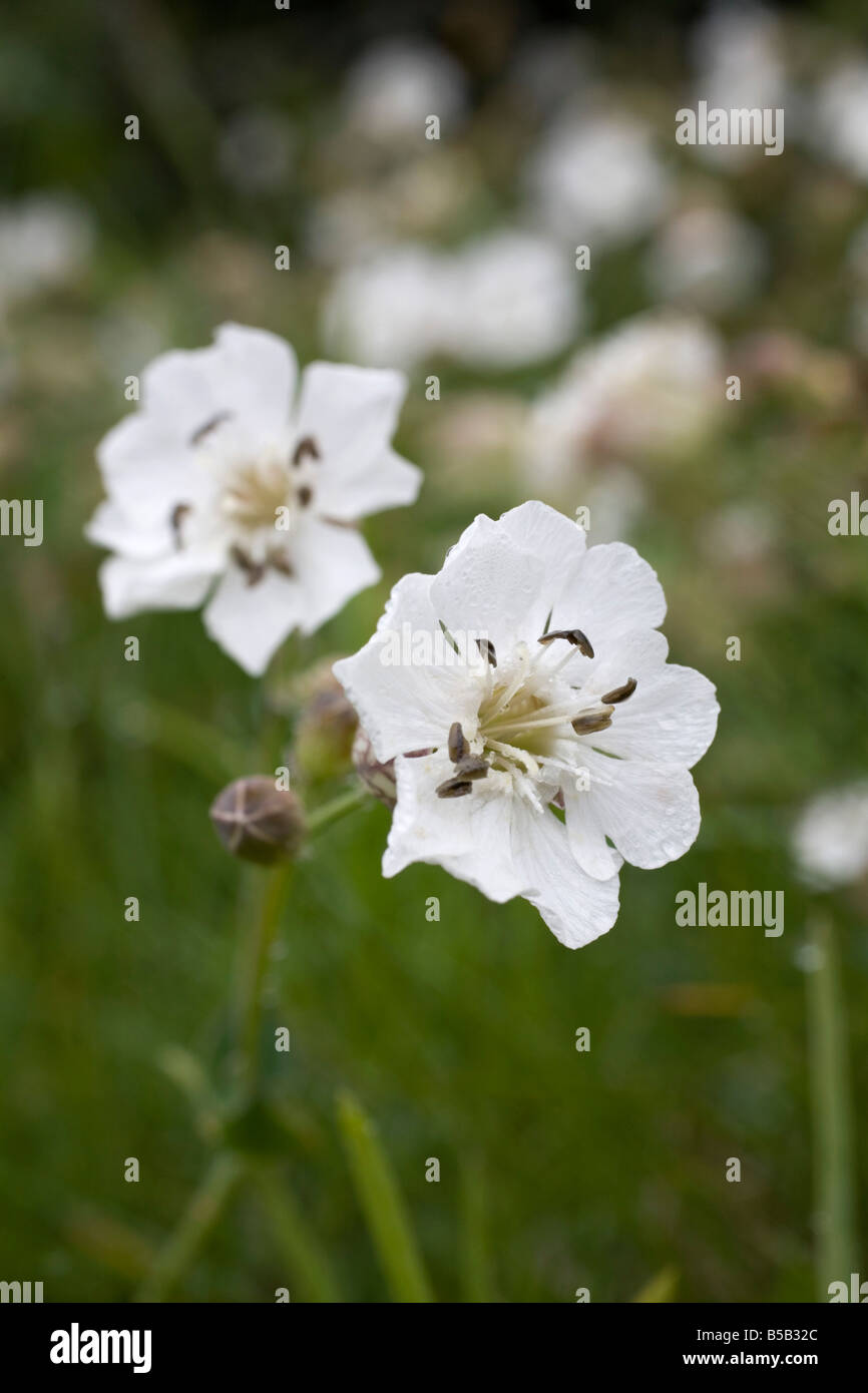 Meer Campion Silene Uniflora cornwall Stockfoto