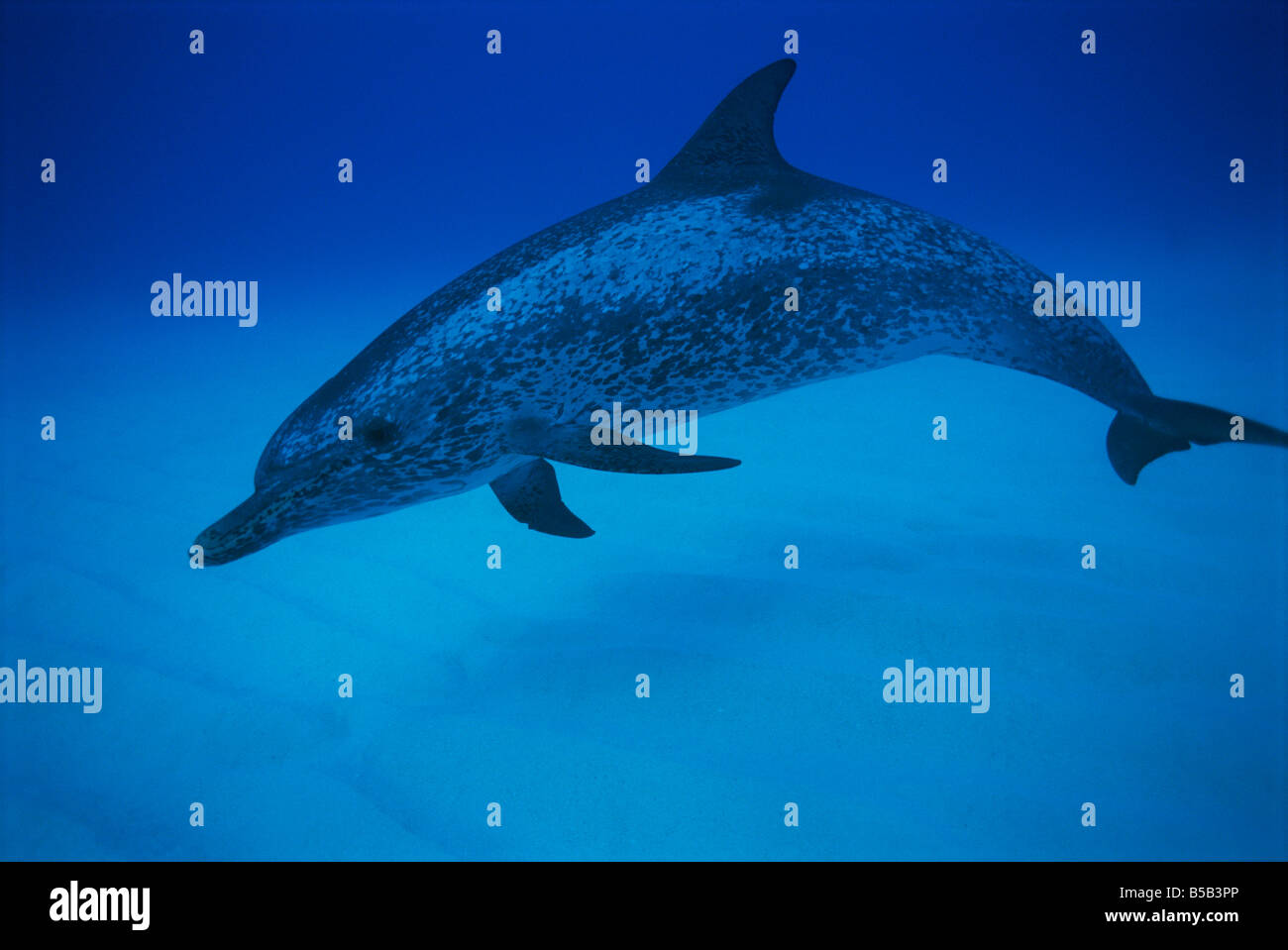 Entdeckt auf Mittelamerika, Westindische Inseln, Bahamas, Little Bahama Bank Delfin (Stenella Frontalis) Stockfoto