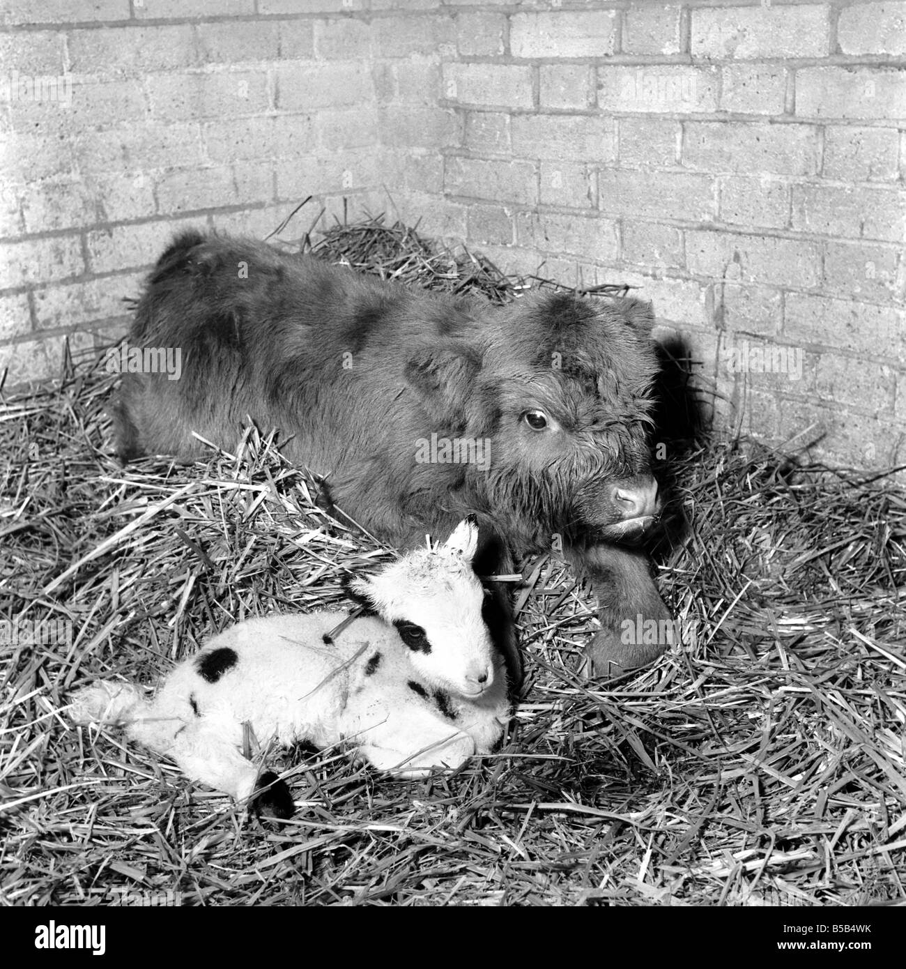 Kalb und Lamm in Whipsnade Zoo. 1965-C43 Stockfoto