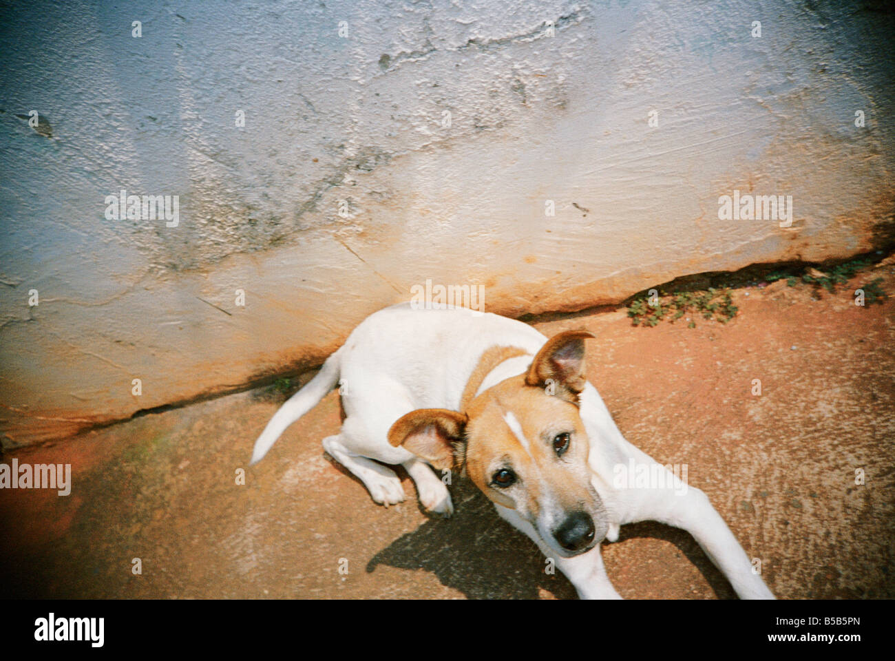 Südafrika, Mpumalanga, Pilgrims Rest, Hund liegend gegen Wand, erhöht, Ansicht Stockfoto