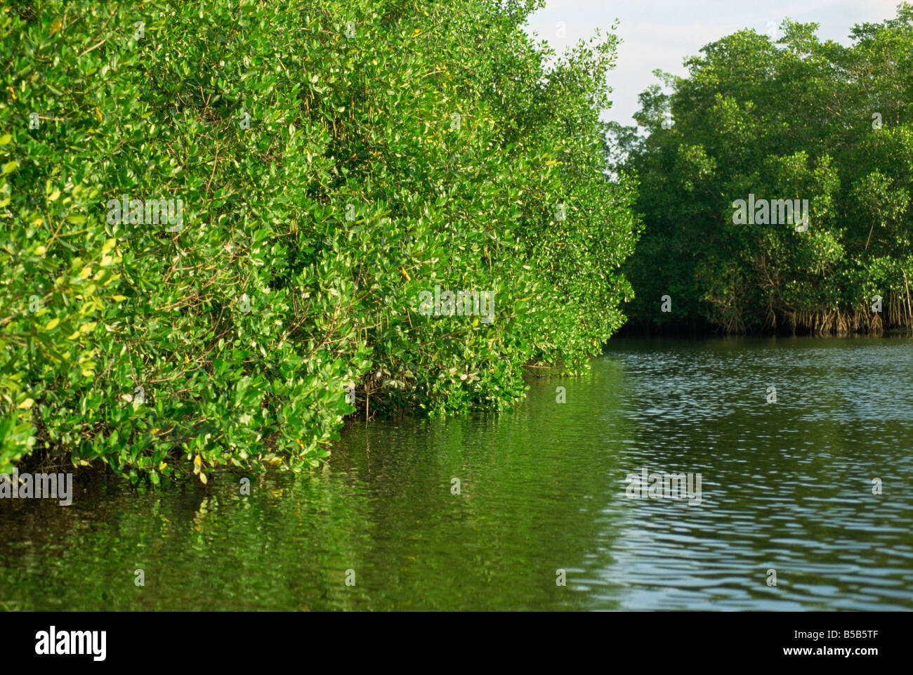 Caroni Mangrovensumpf und Nature Reserve Trinidad West Indies Karibik Mittelamerika Stockfoto