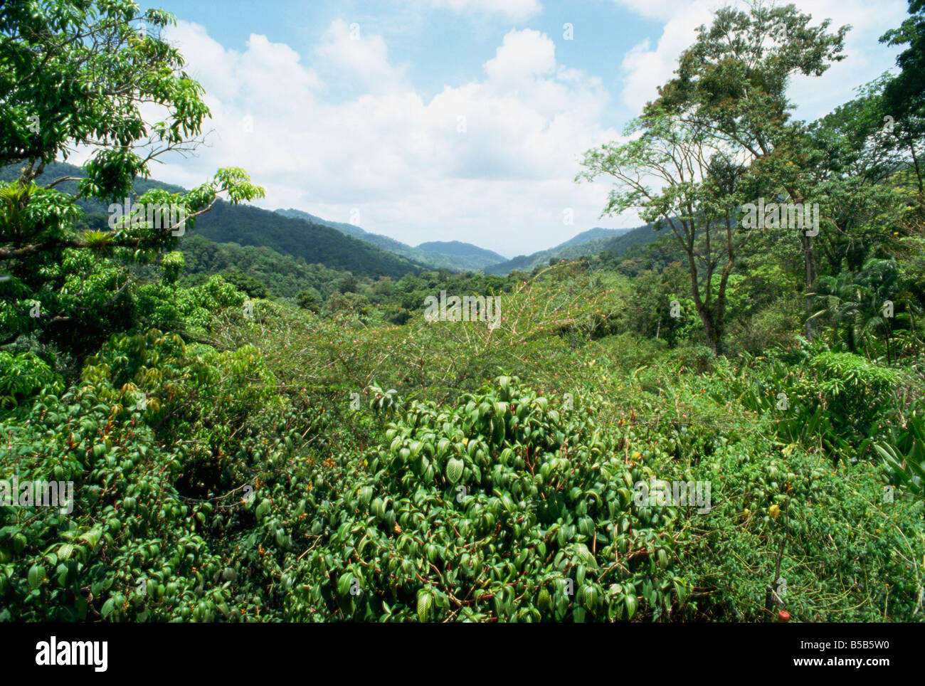 Asa Wright Nature Reserve Trinidad Antillen Karibik Mittelamerika Stockfoto