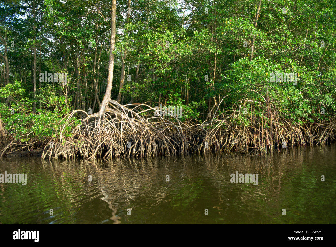 Caroni Mangrovensumpf und Nature Reserve Trinidad West Indies Karibik Mittelamerika Stockfoto