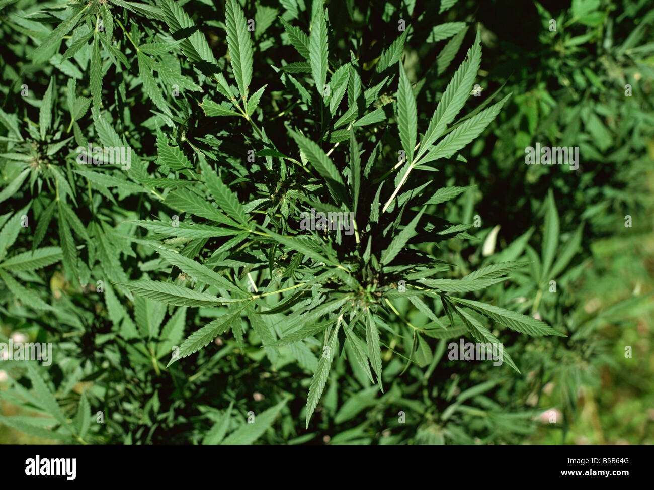 Cannabis-Pflanze Hunza-Tal-Pakistan-Asien Stockfoto