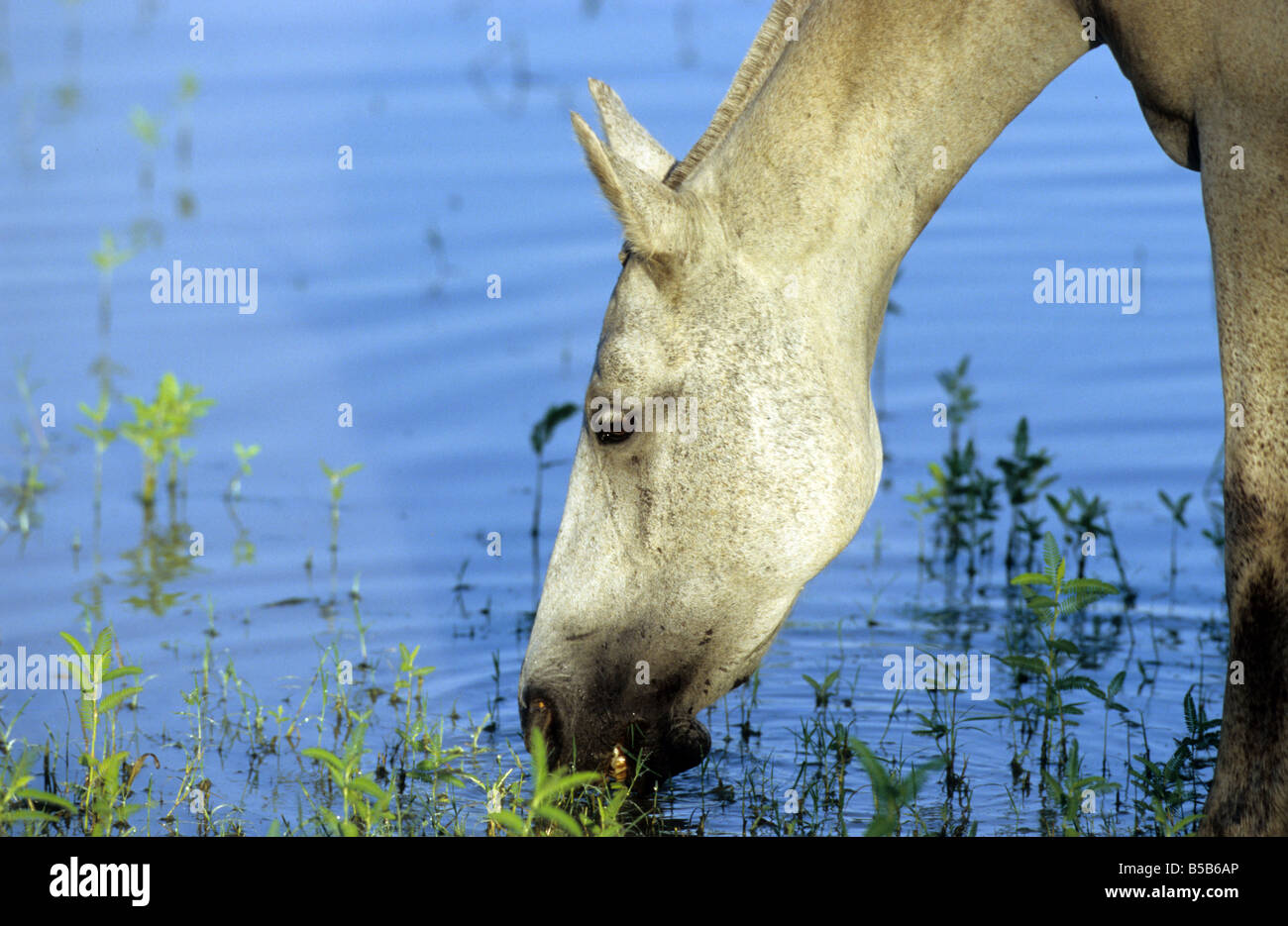 Mangalarga Marchador (Equus Caballus), weiße Stute trinken Stockfoto