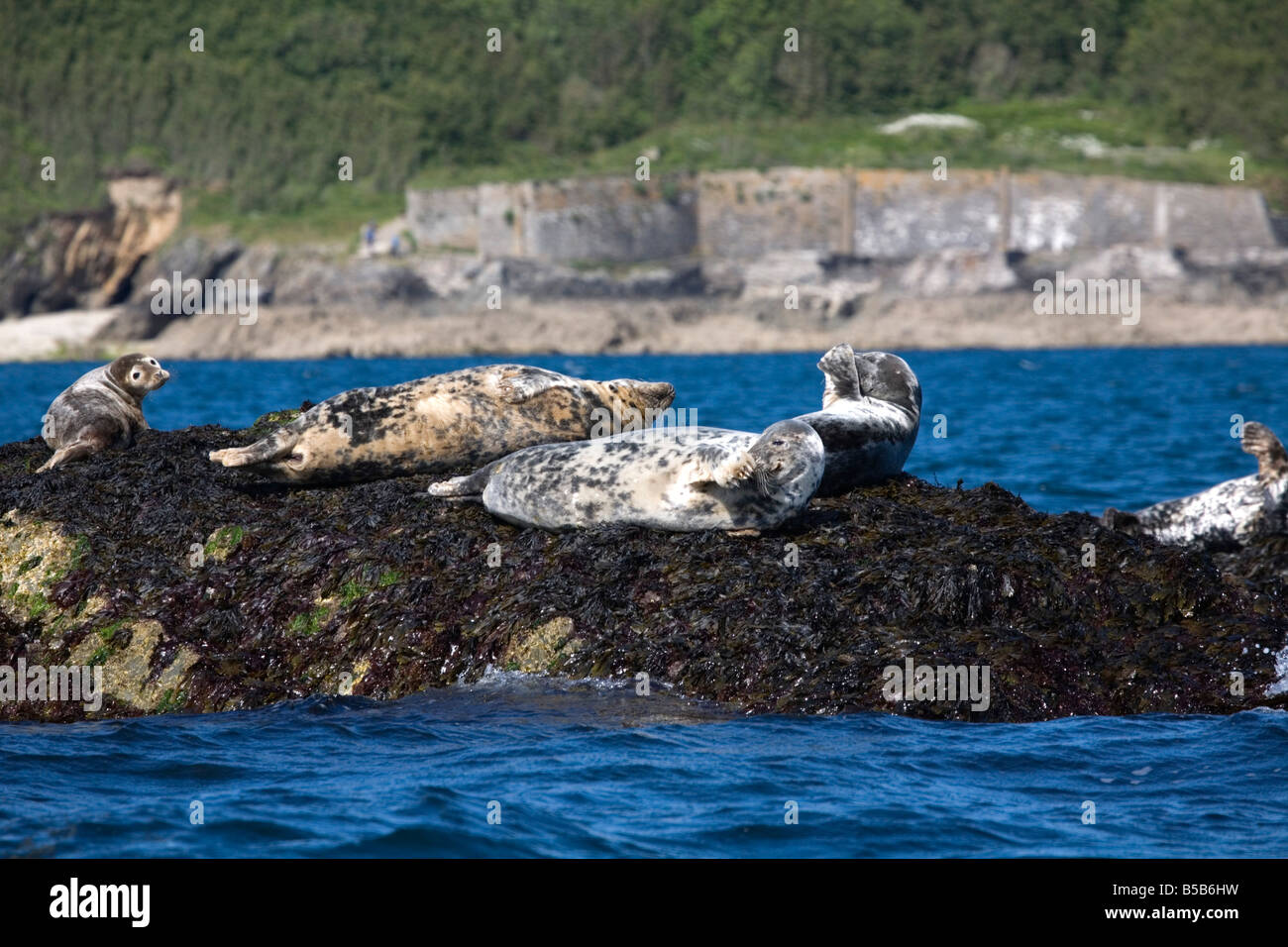 Kegelrobben Halichoerus Grypus schwarz Rock Falmouth cornwall Stockfoto