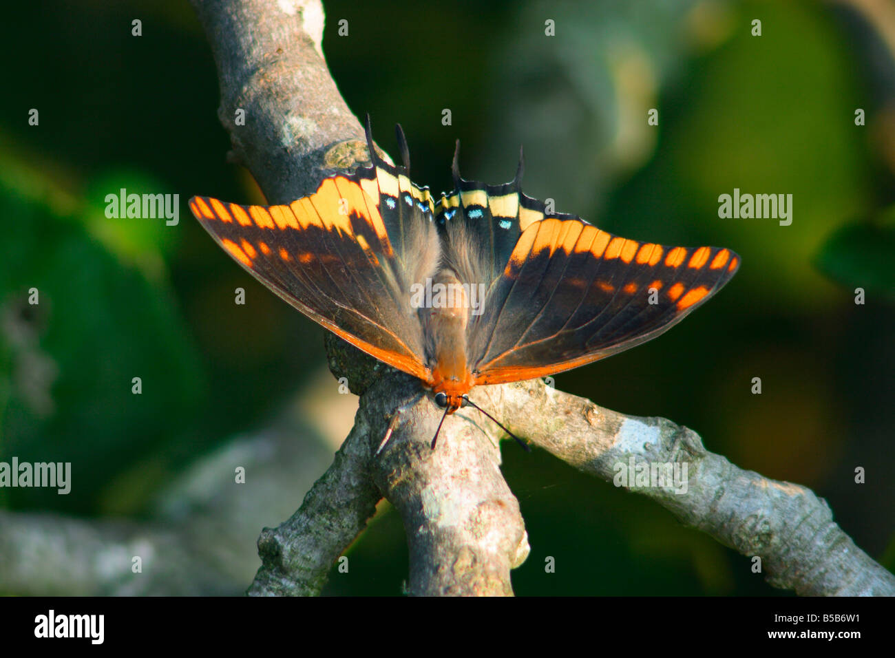 Zweiseitige Pascha Schmetterling, Charaxes Jasius. Am Stiel mit offenen Flügeln Stockfoto