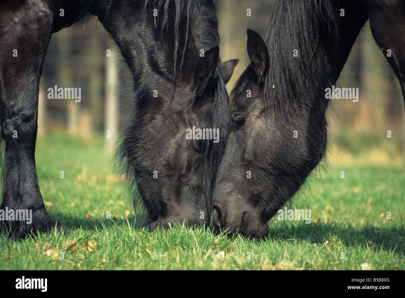 Friesen Pferd (Equus Caballus), zwei Stuten, die Beweidung Kopf an Kopf Stockfoto