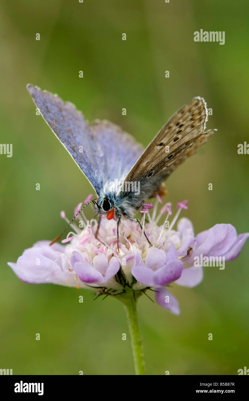 Chalkhill blue Butterfly Cupido ZIP auf Blume Stockfoto