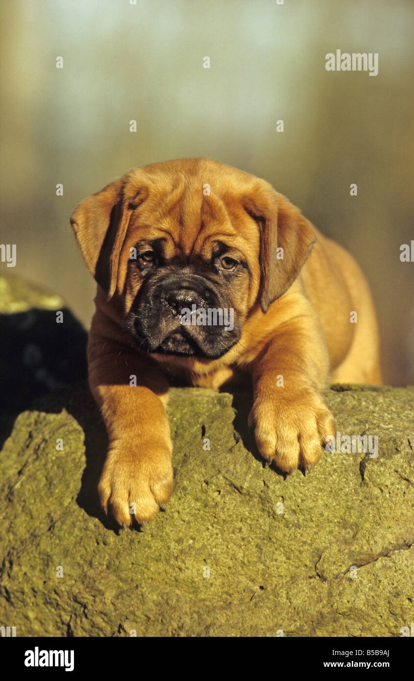 Dogge de Bordeaux, Bordeaux-Dogge (Canis Lupus Familiaris), Welpe, liegend auf Felsen Stockfoto