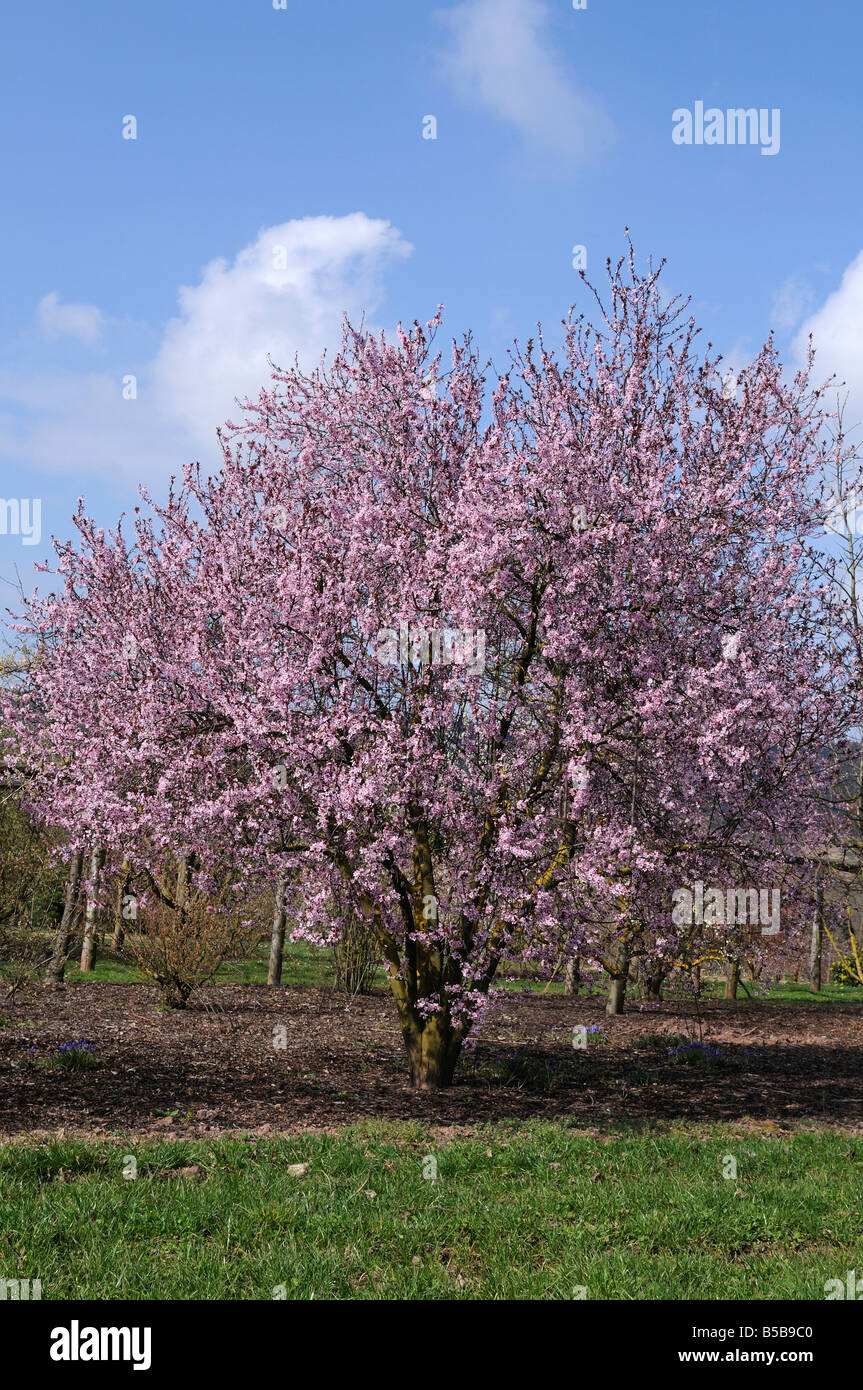 Kirschpflaume (Prunus Cerasifera Nigra) blühender Baum Stockfoto