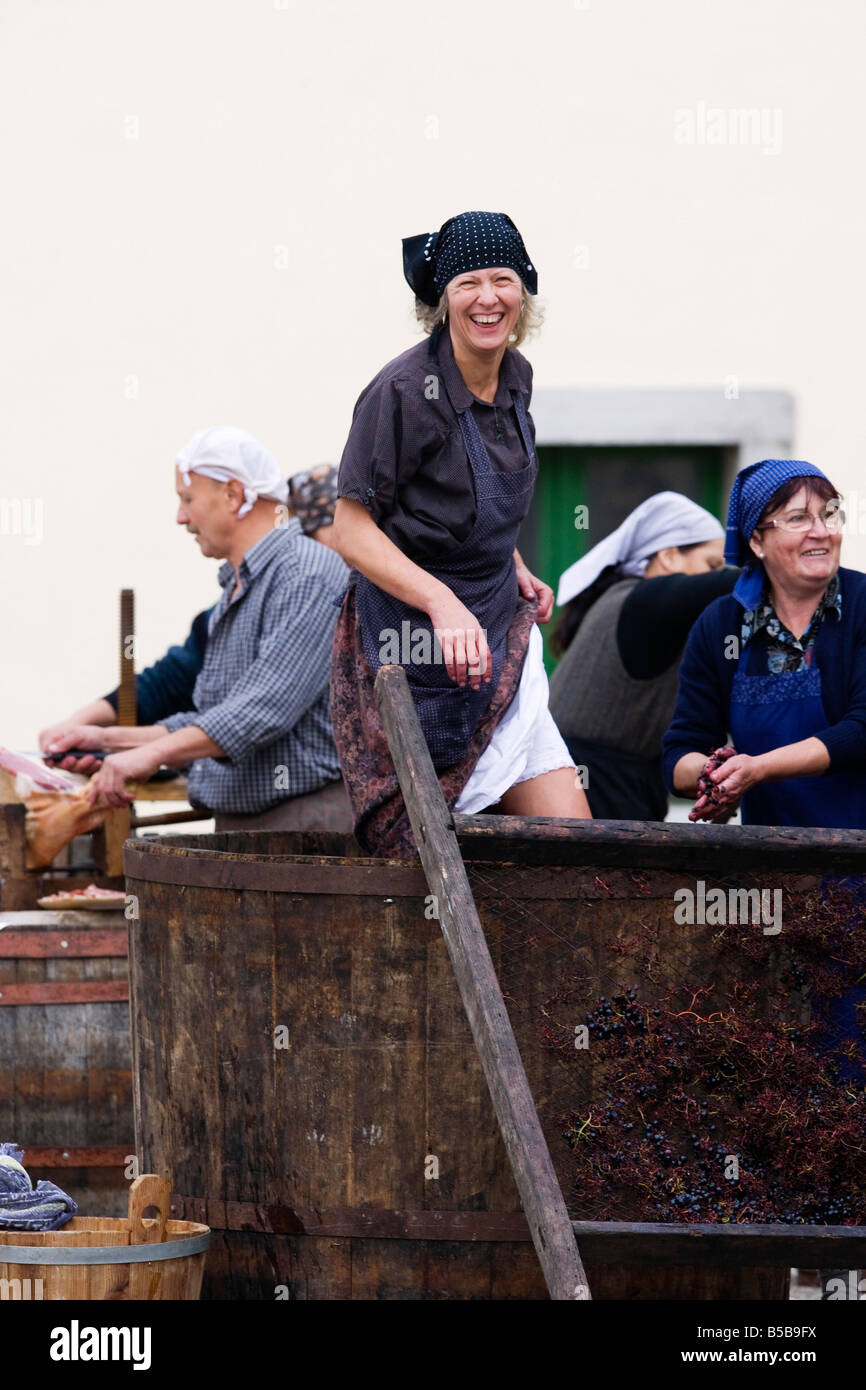 Traditionelle treten der Trauben Demonstration im Gestüt Lipica in Slowenien Stockfoto