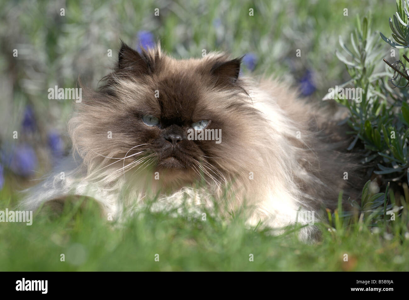 Hauskatze (Felis Catus, Felis Silvestris), Rasse: Perser Langhaar auf einer Wiese Stockfoto