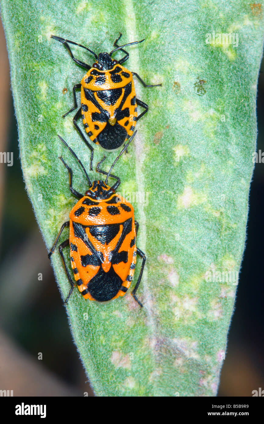 Bugs, Eurydema Ventrale zu schützen. Zwei auf Blatt Stockfoto