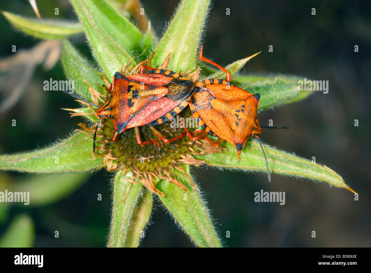 Bugs, Carpocoris Mediterraneus zu schützen. Paar Paarung Stockfoto