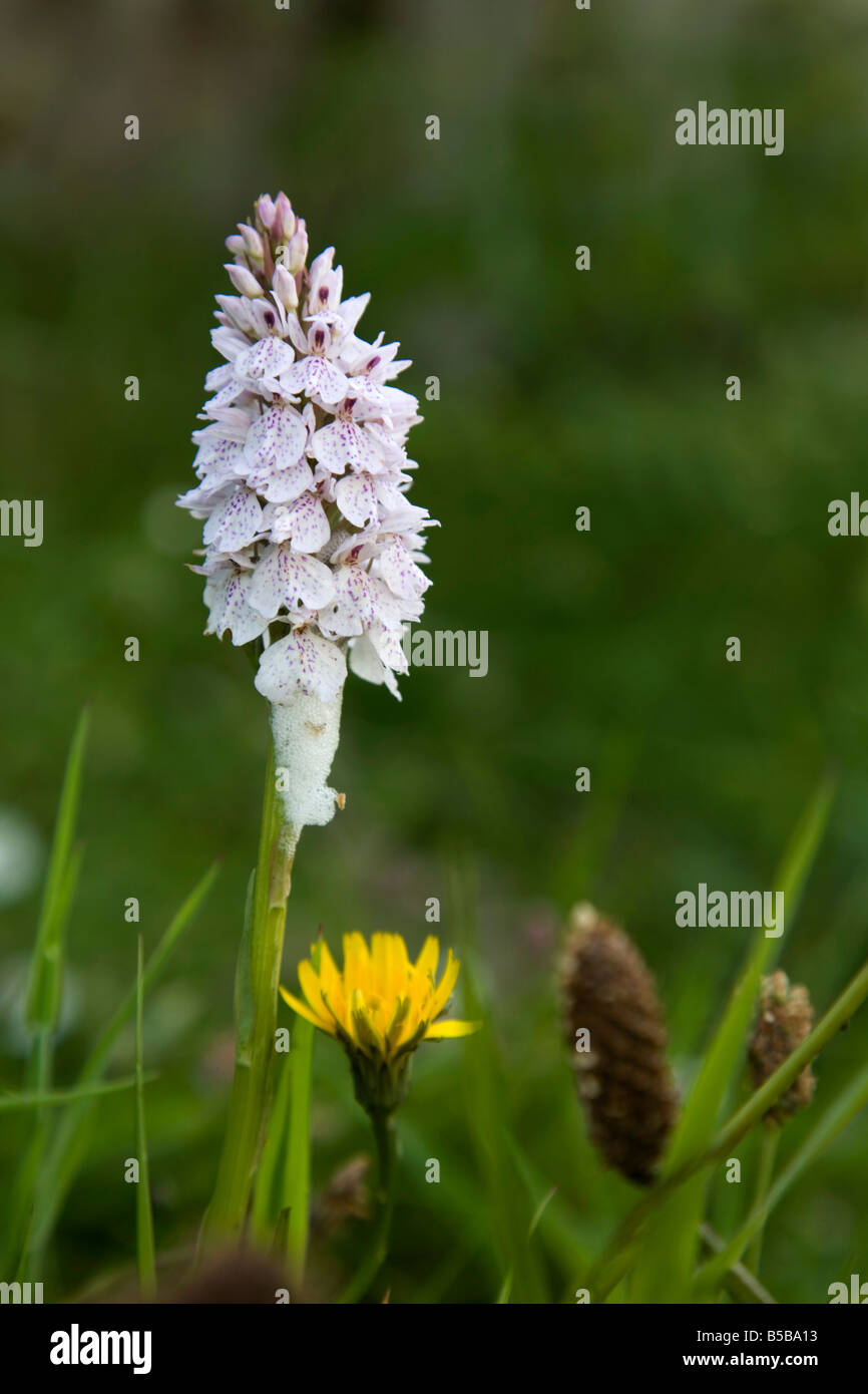 Heide gesichtet Orchidee Dactylorhiza maculata Stockfoto