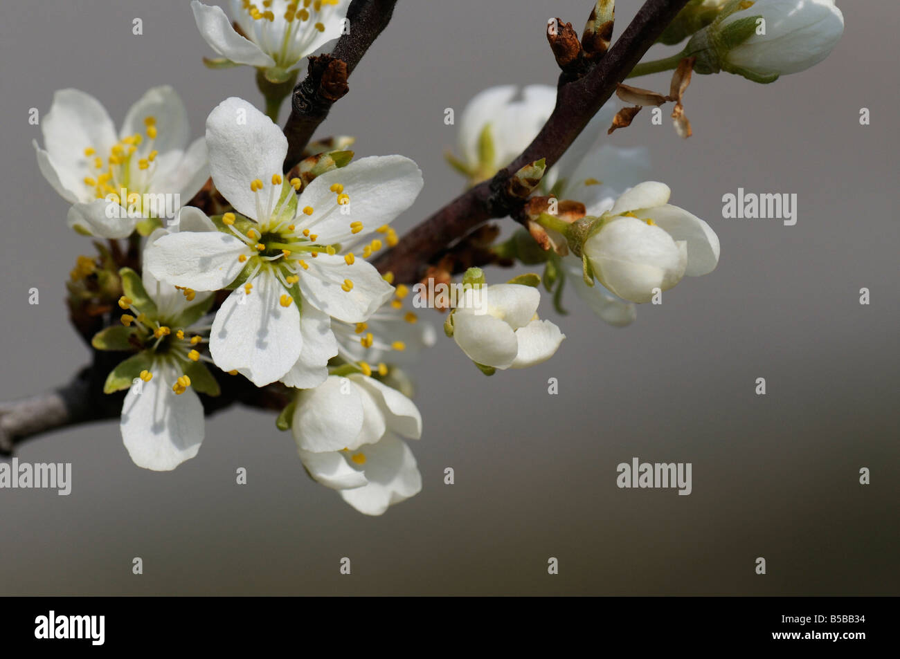 Pflaumenmus, Damaszener Pflaume, Pflaumenbaum (Prunus Domestica Domestica), blühender Zweig Stockfoto