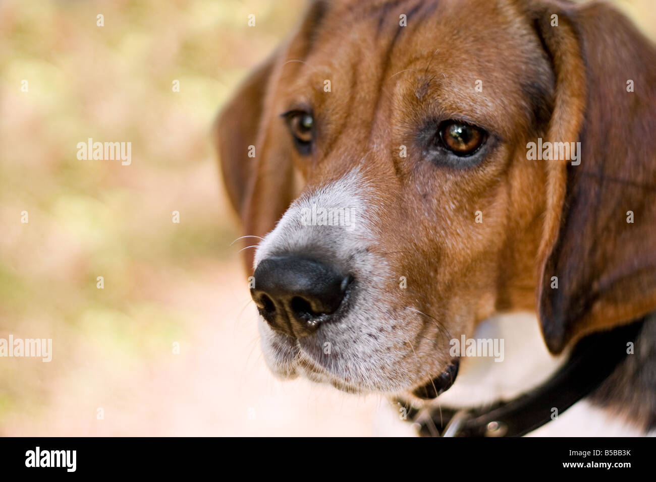 Ein junger Beagle Hund blickte auf der linken Seite mit allerlei Exemplar geringe Schärfentiefe Stockfoto