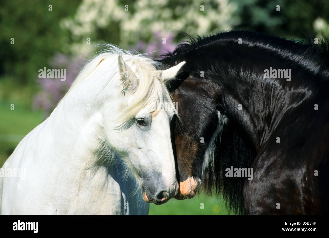 Shire Horse (Equus Caballus), Hengst und Stute kommunizieren Kopf an Kopf Stockfoto