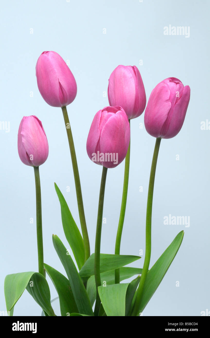 Tulpe (Tulipa SP.), rosa Blüten mit Blättern, Studio Bild Stockfoto