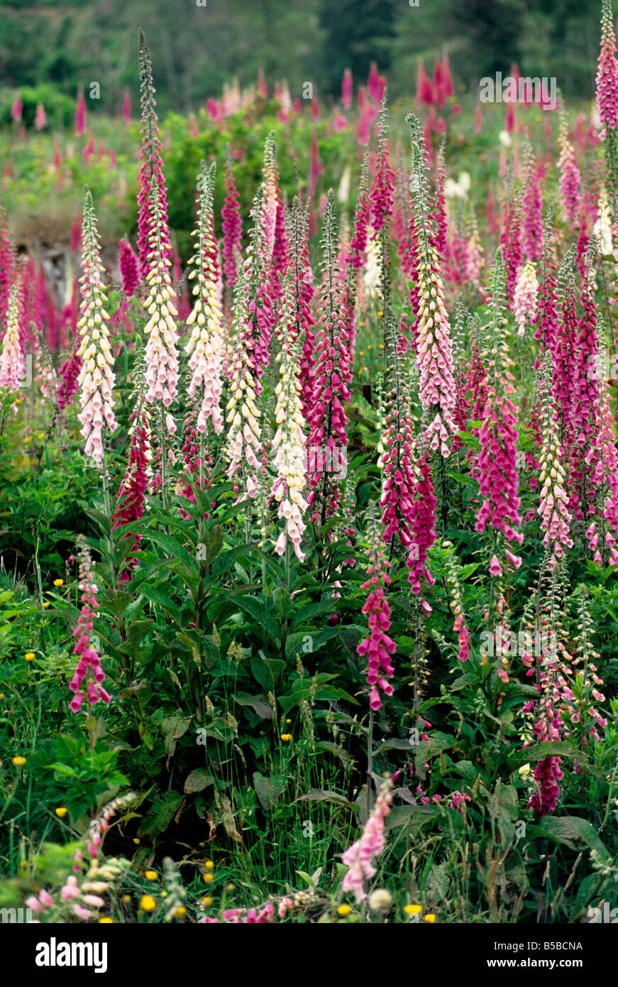 Fingerhut 'Digitalis Purpurea"blühende Wiese. Stockfoto